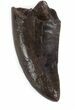 Bargain Tyrannosaur (Nanotyrannus) Tooth - Montana #37185-1